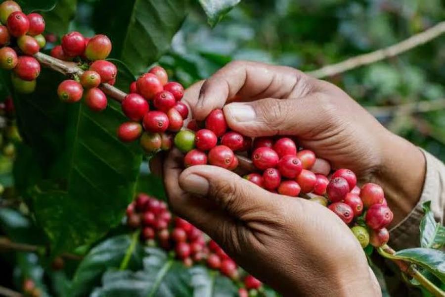 Harga Kopi Dunia Melejit, Senyum Petani Selangit