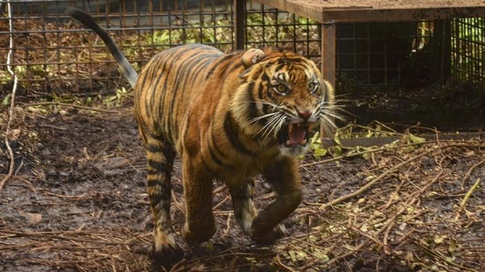 Kenapa Harimau Sumatera Serang Manusia? 