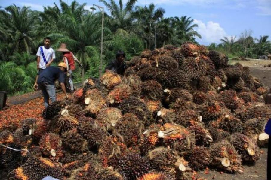 Penguasa, Dengarlah Jeritan Petani Sawit di Bangka Tengah