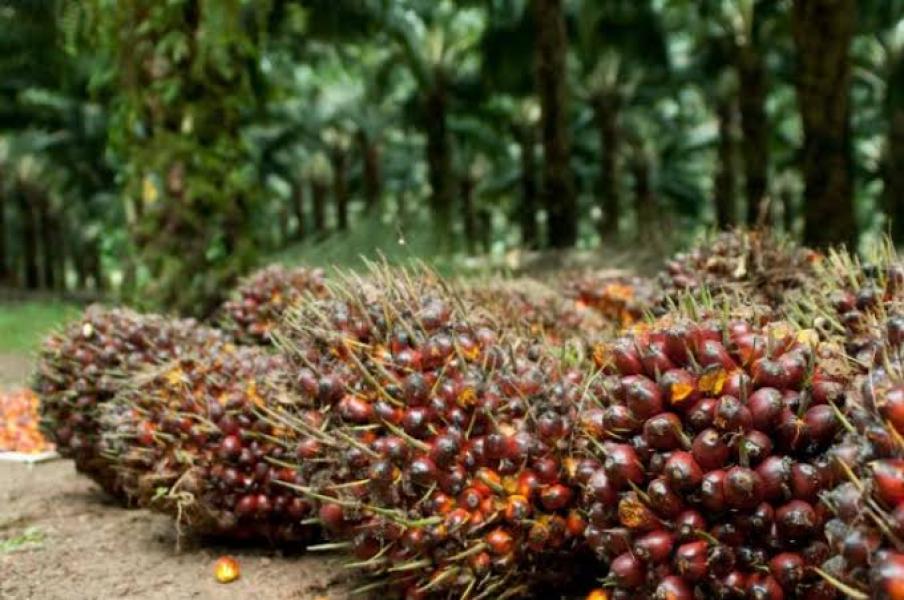 Petaka Petani Sawit, Dilema Hukum Kita