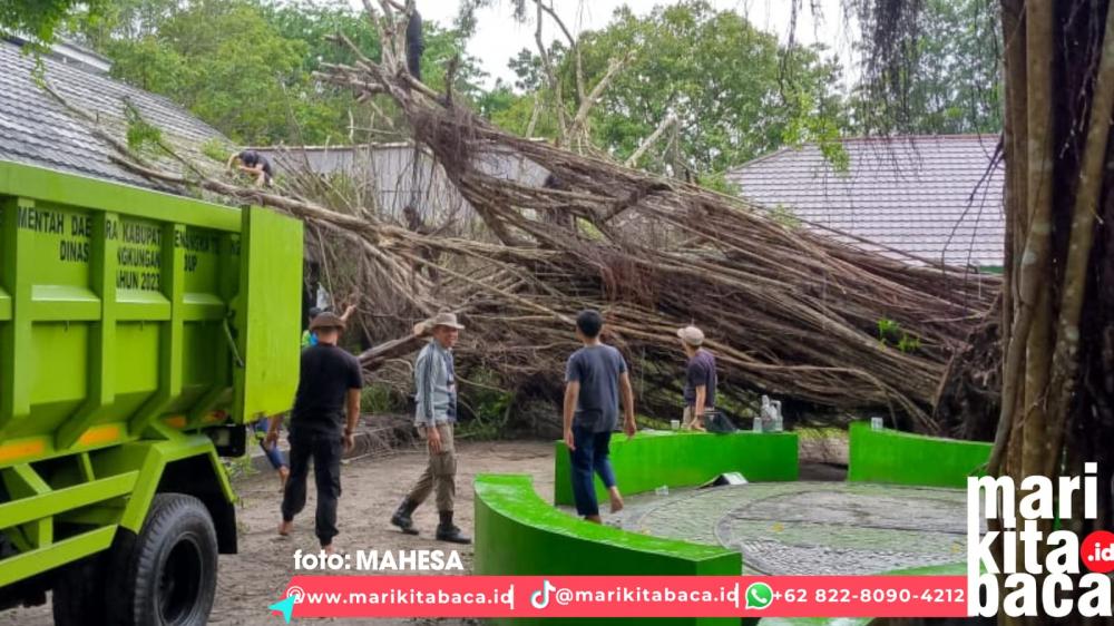 Pohon Beringin Ditumbangkan Angin