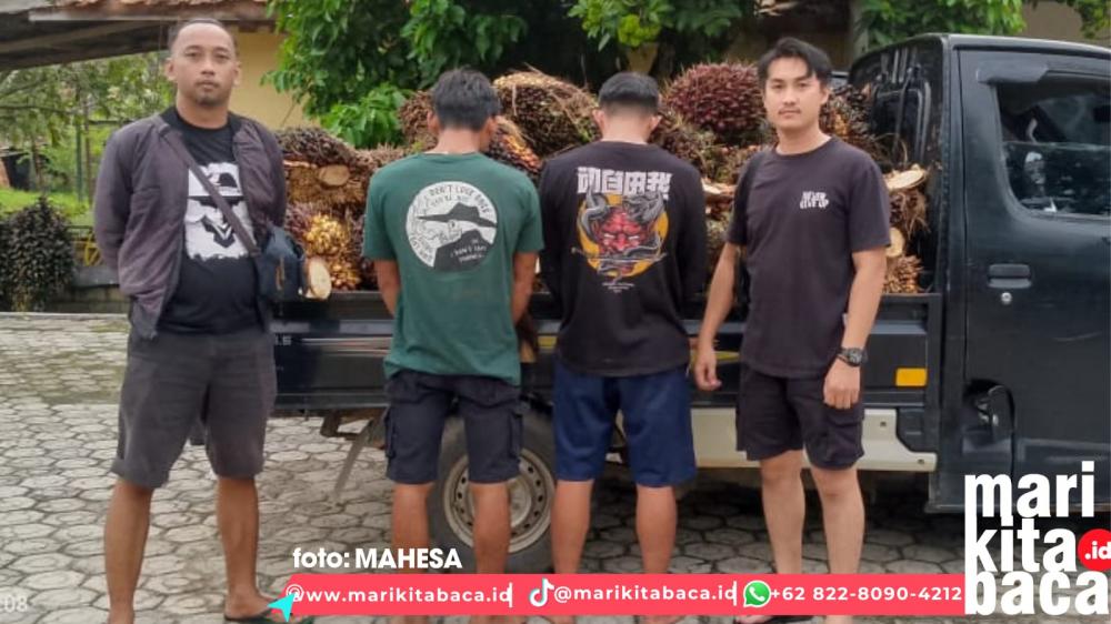 Sempat Menghilang, Bandit Sawit Menyerah Tengah Jalan